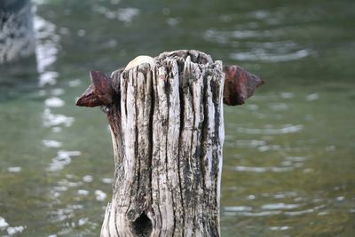 Close-up of wooden posts in lake