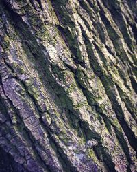 Full frame shot of tree trunk