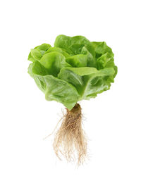 Close-up of leaf against white background