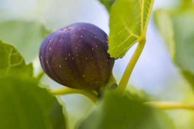 Close-up of strawberry growing on plant