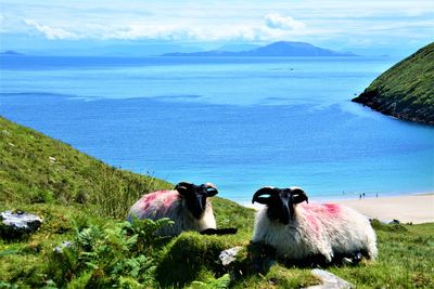 Sheep in a sea