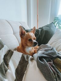 Portrait of dog sitting on bed at home