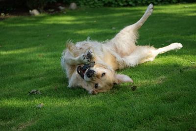 Dog running on grassy field