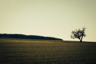 Scenic view of field against clear sky