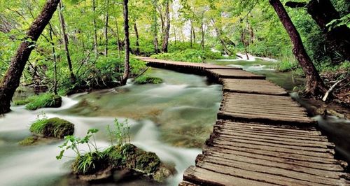 River flowing through forest