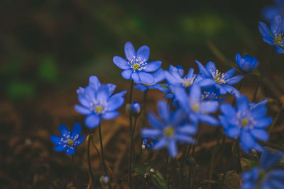 Close-up of purple flowers