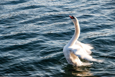 Swan swimming in lake