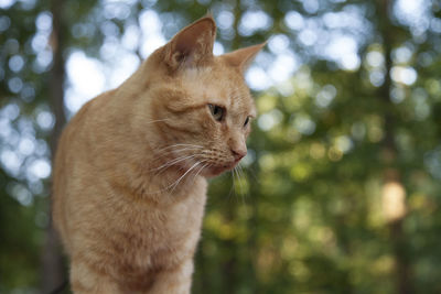 Yellow tabby cat standing outdoors