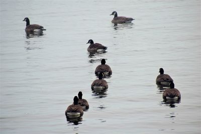 View of ducks swimming in lake