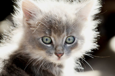 Close-up portrait of cat