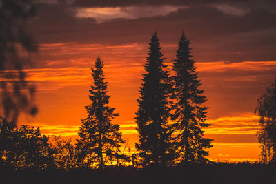 Silhouette pine trees against sky during sunset