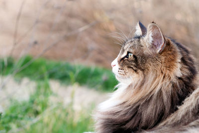 Close-up of a cat looking away