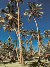 Palm trees against clear sky