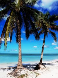 Palm trees on beach against sky