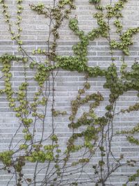 Full frame shot of ivy on wall