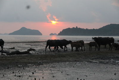 Horses on beach against sky during sunset