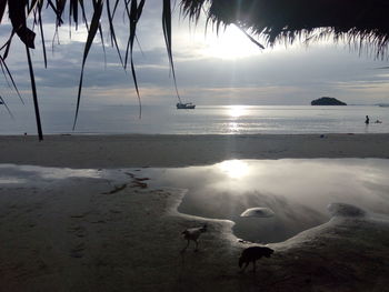 Swans swimming in sea at sunset