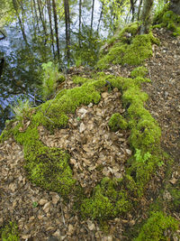 Plants growing in forest