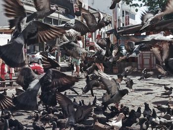 Pigeons flying on footpath