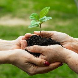 Close-up of hand holding small plant