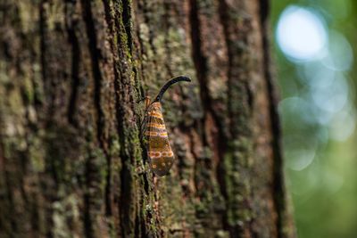 Close-up of insect on tree trunk