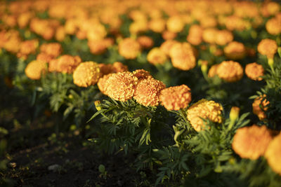 Orange flowers in a flowerbed. many of the same plants. yellow flowers in the street.