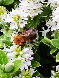 Close-up of insect on flowers