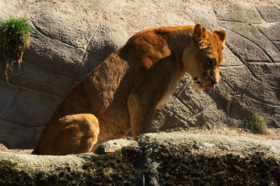 Side view of a lioness waiting for her food