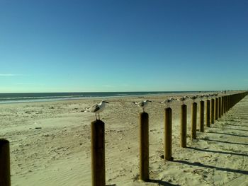 Seagulls perching on wooden posts against clear blue sky during sunny day