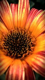 Close-up of pink flower