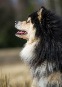 Side view of fury dog