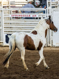 Horse standing on field