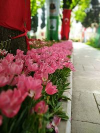 Close-up of pink flowering plants on footpath
