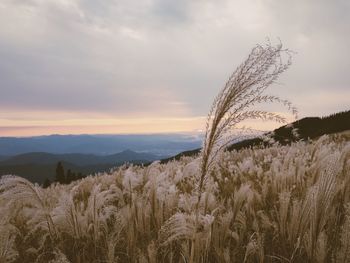 Scenic view of field against sky during sunset