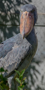 Close-up of a large bird