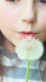 Close-up of dandelion flower