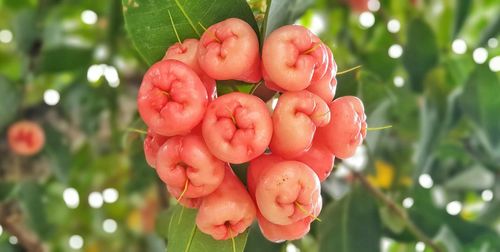 Close-up of strawberry growing on tree