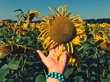 Cropped hand of woman touching sunflower at farm