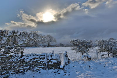 Snowy landscape of fields, trees and dry stone wall, with a walking route style gate, towards sun 