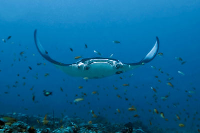 A large manta ray hovers over a coral reef surrounded by many small fish. 