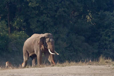 Elephant walking in a field