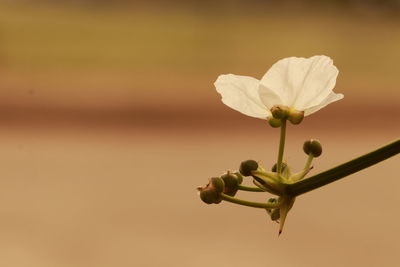 Close-up of flowering plant