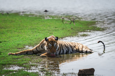 Horse drinking water in lake