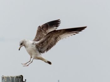 Bird landing on mooring post against clear sky
