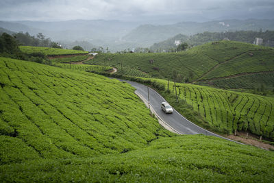 Scenic view of tea garden and road
