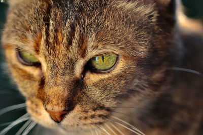 Close-up portrait of a cat