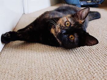 Portrait of black cat lying on floor at home