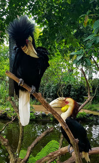 Bird perching on tree