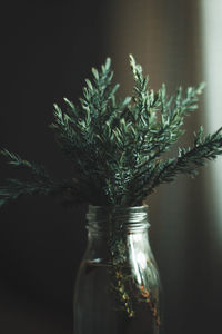 Close-up of plant in vase