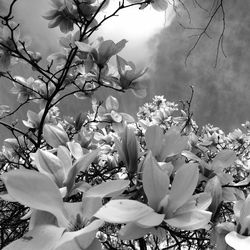 Low angle view of flowers blooming on tree